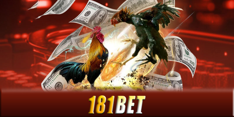 Tương lai của đá gà 181Bet tại Việt Nam